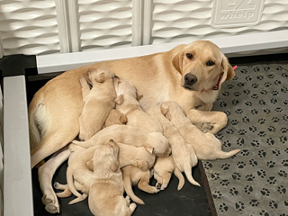 6 yellow puppies